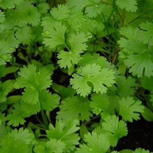 img coriander