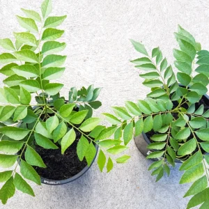 img curry leaves