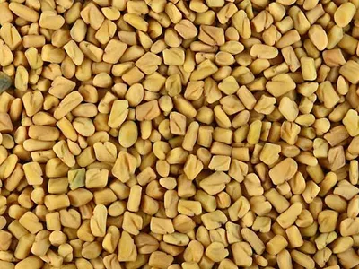 img fenugreek