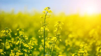 img rapeseed